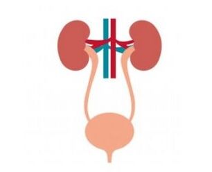 El sistema urinario y su fortalecimiento de las cápsulas femixal
